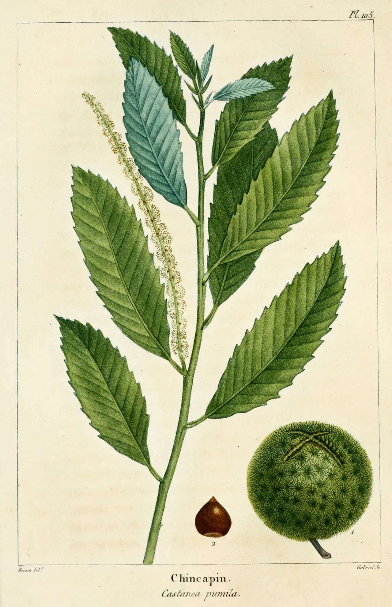 Allegheny Chinquapin (Castanea pumila)