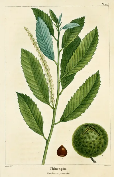 Allegheny Chinquapin