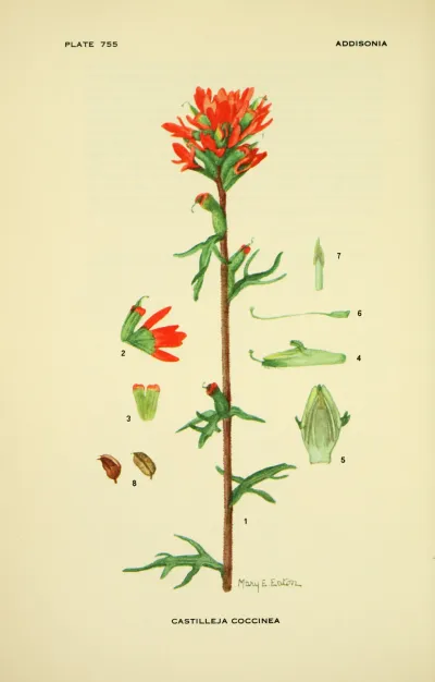 Painted-cup paintbrush