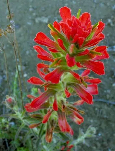 Felt Paintbrush