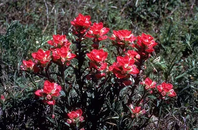 Texas Paintbrush