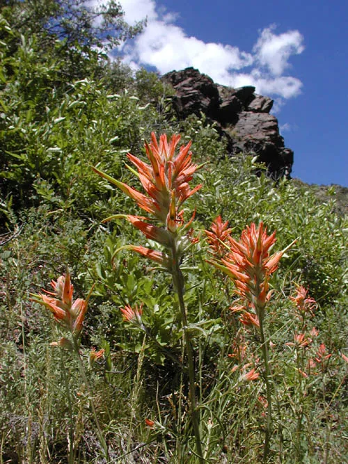 Wholeleaf Paintbrush (Castilleja integra)