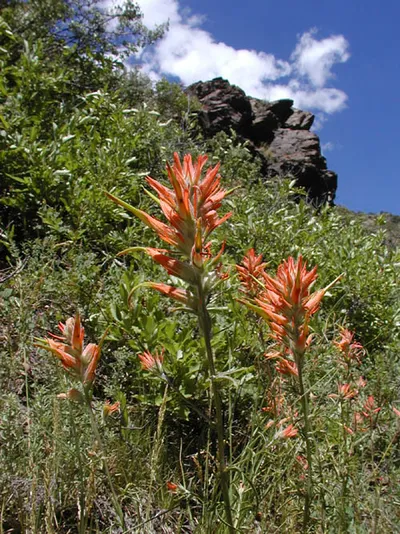 Wholeleaf Paintbrush