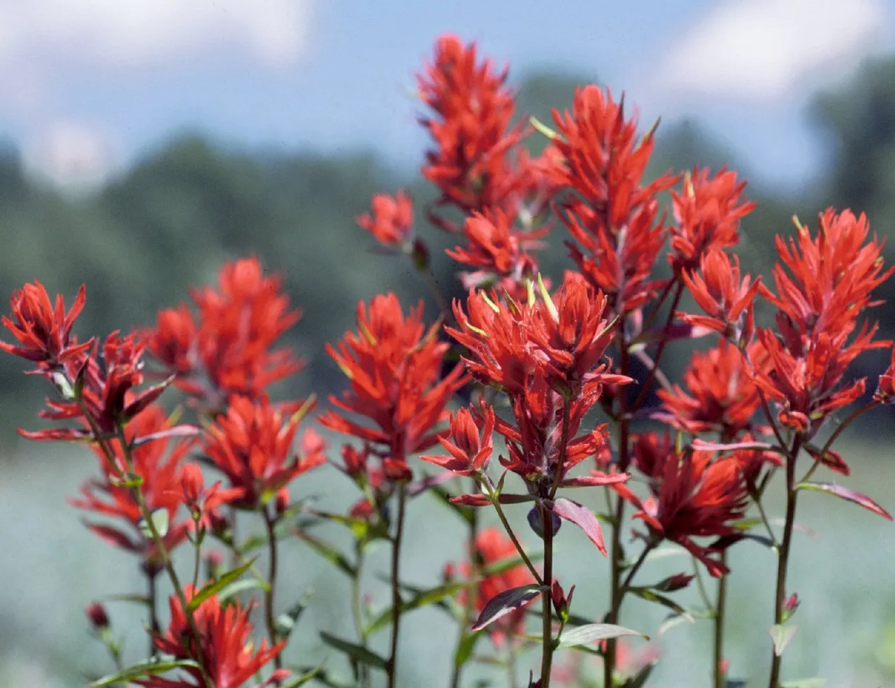 Wyoming Paintbrush (Castilleja linariifolia)