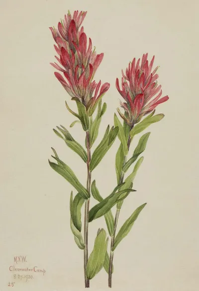 Giant red paintbrush