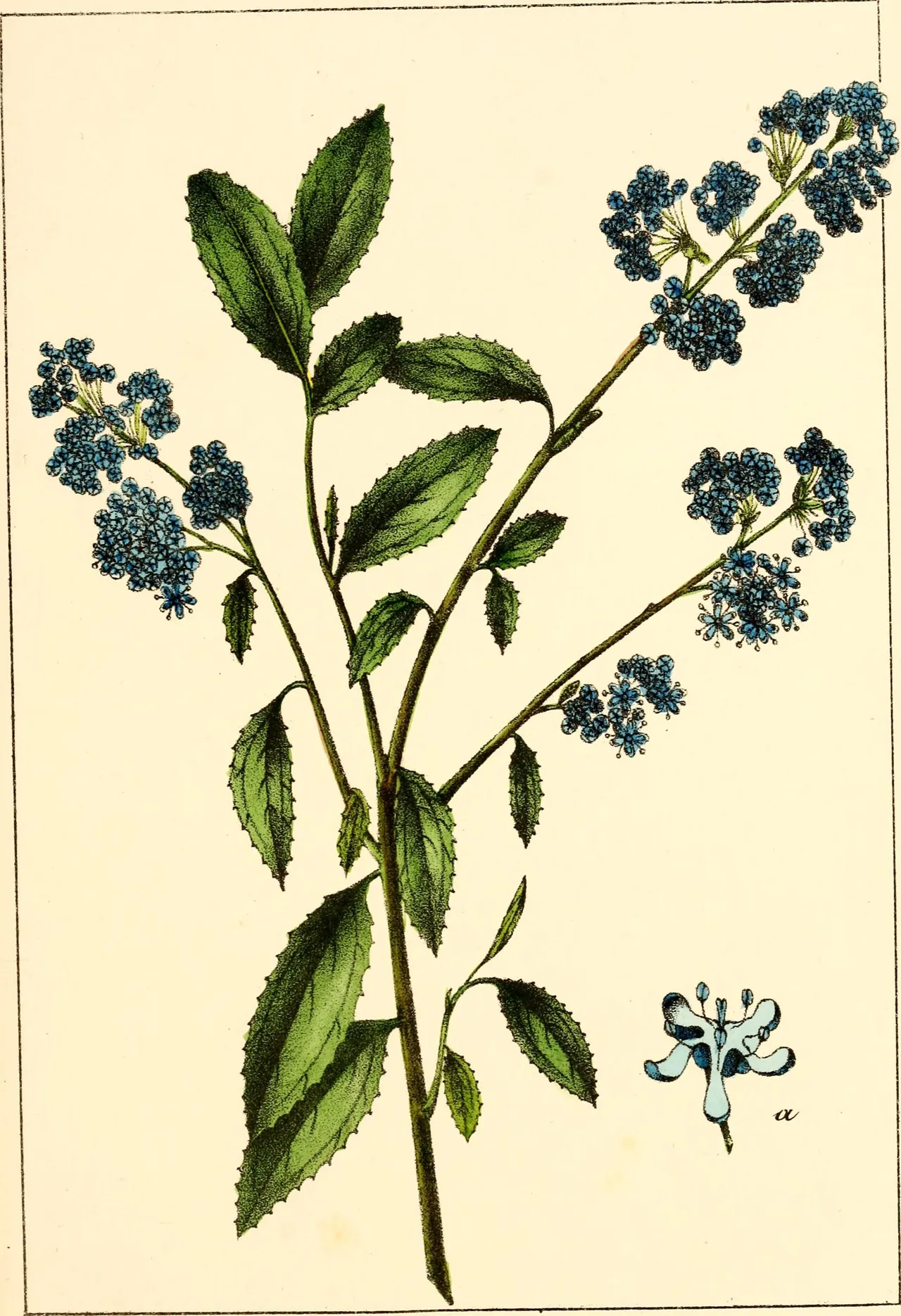 Blueblossom (Ceanothus thyrsiflorus)