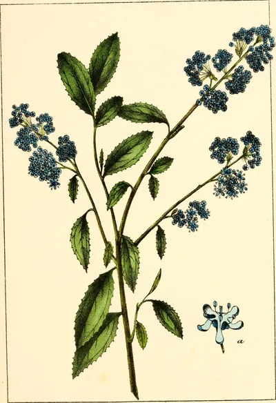 Blueblossom