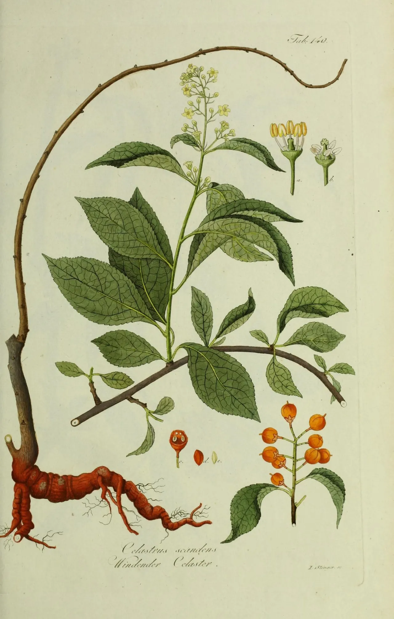 American bittersweet (Celastrus scandens)