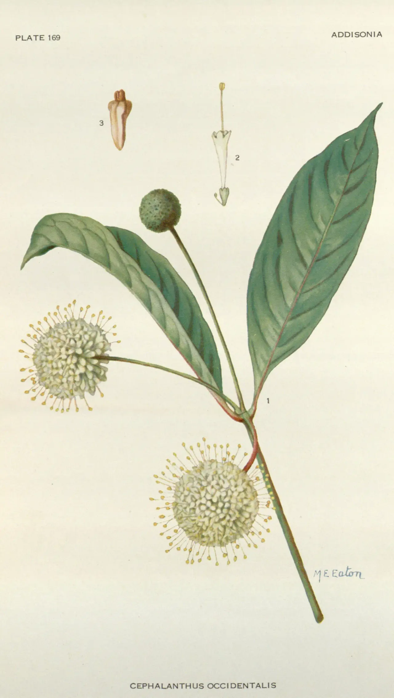 Buttonbush (Cephalanthus occidentalis)