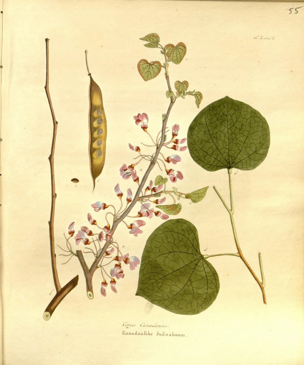 Eastern redbud (Cercis canadensis)