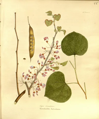 Eastern redbud