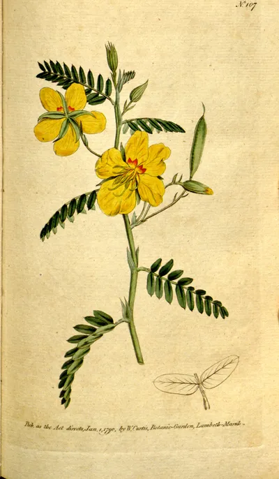 Partridge pea