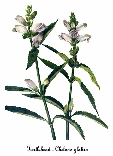 White turtlehead (Chelone glabra)