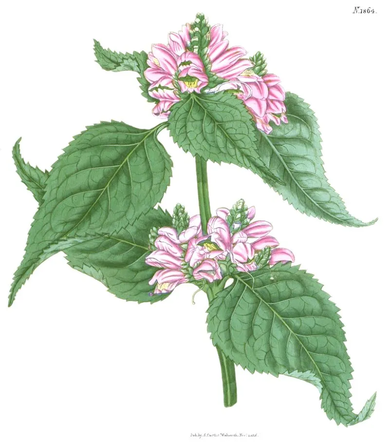 Pink turtlehead (Chelone lyonii)
