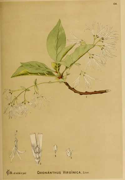 White fringetree