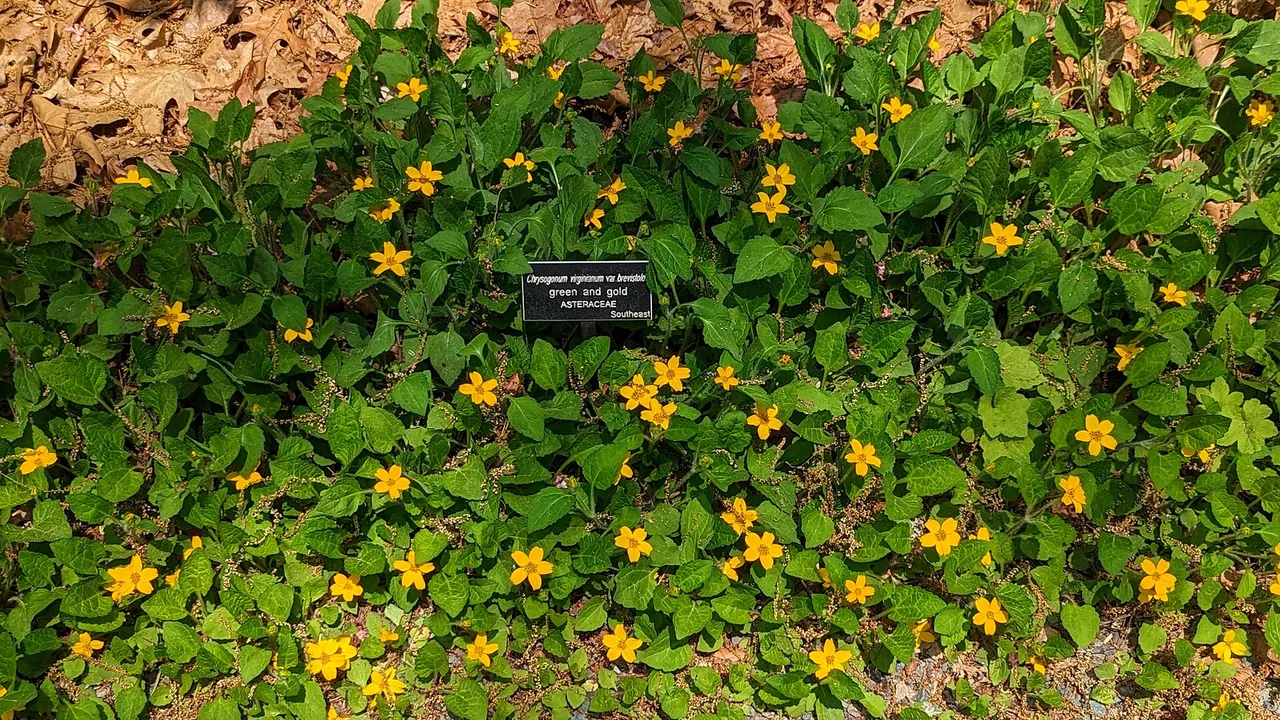 Northern green-and-gold (Chrysogonum virginianum)