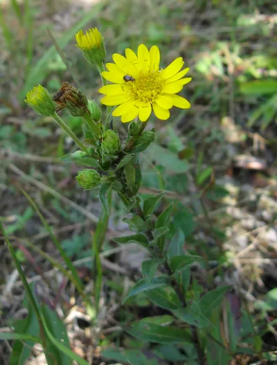 Maryland golden-aster