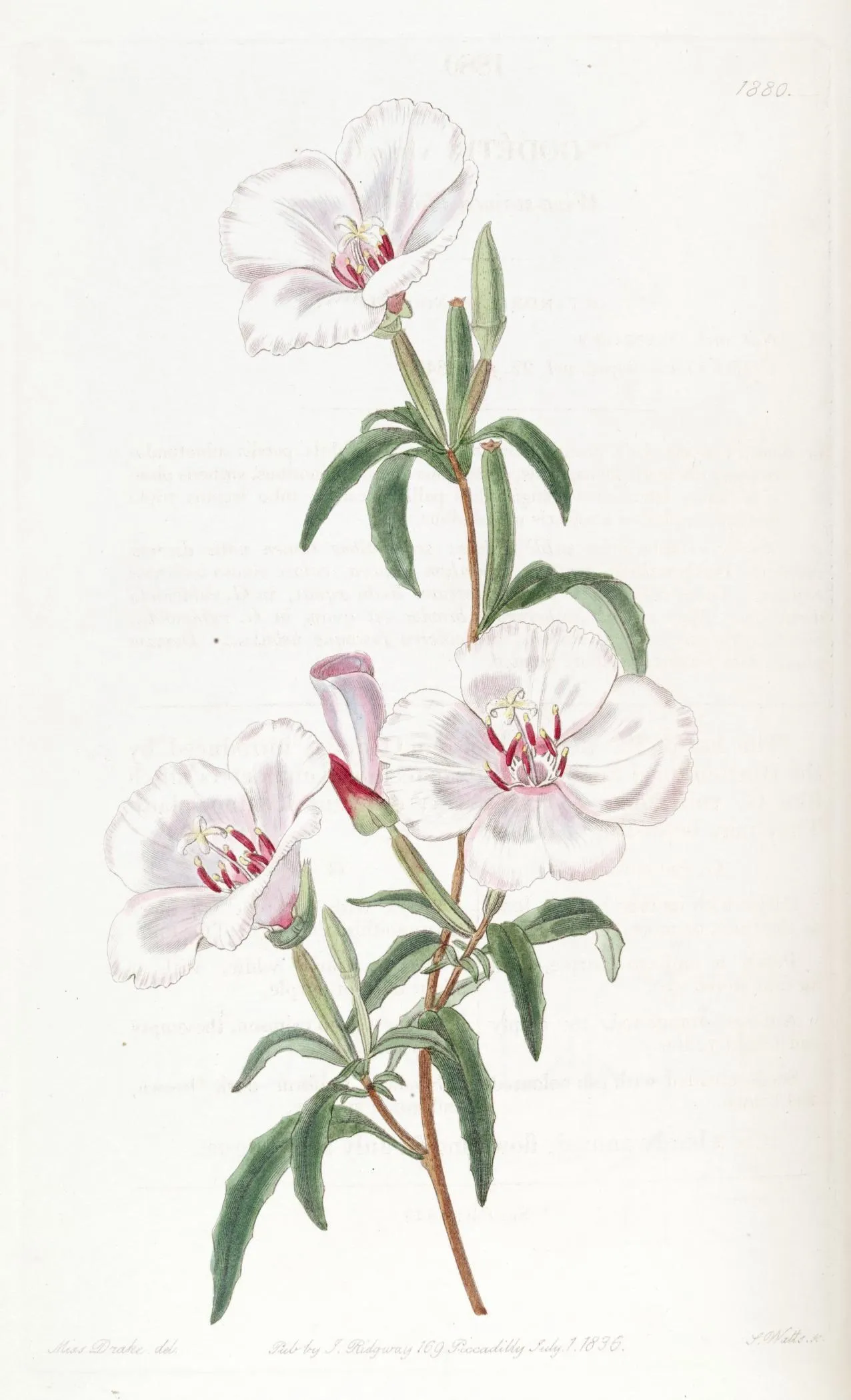 Farewell-To-Spring (Clarkia amoena)