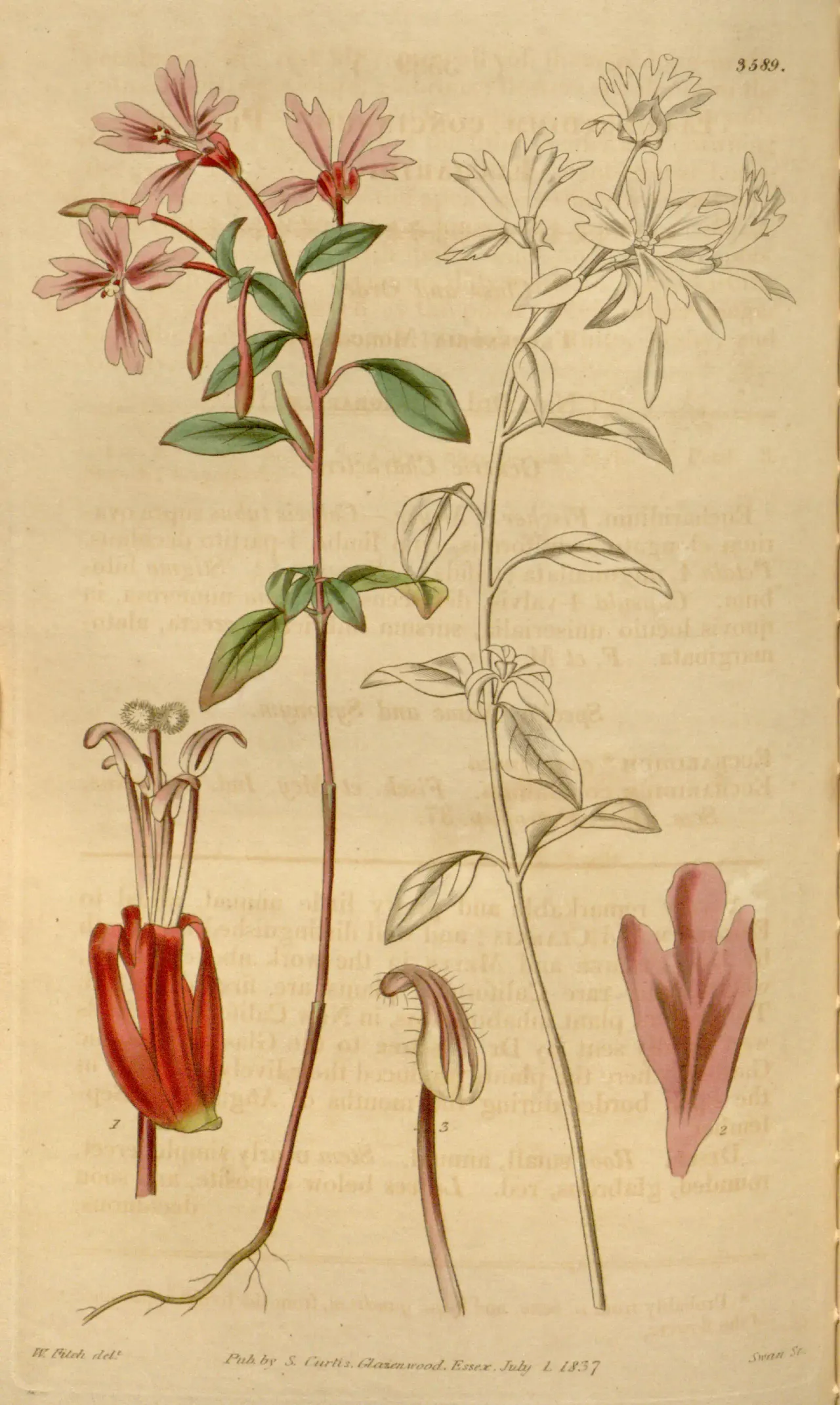 Red Ribbons (Clarkia concinna)