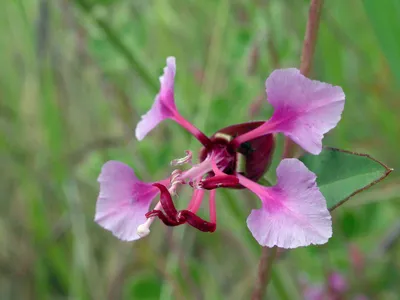 Elegant Clarkia