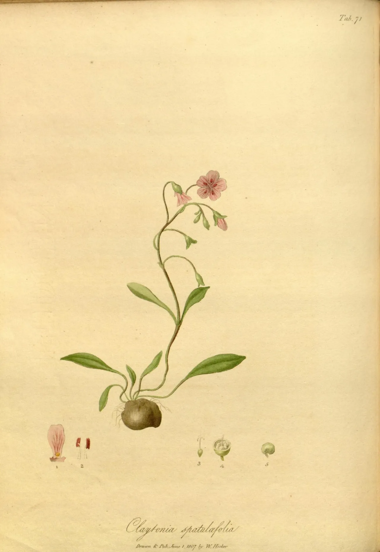 Carolina Springbeauty (Claytonia caroliniana)