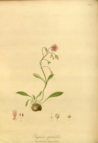 Carolina Springbeauty