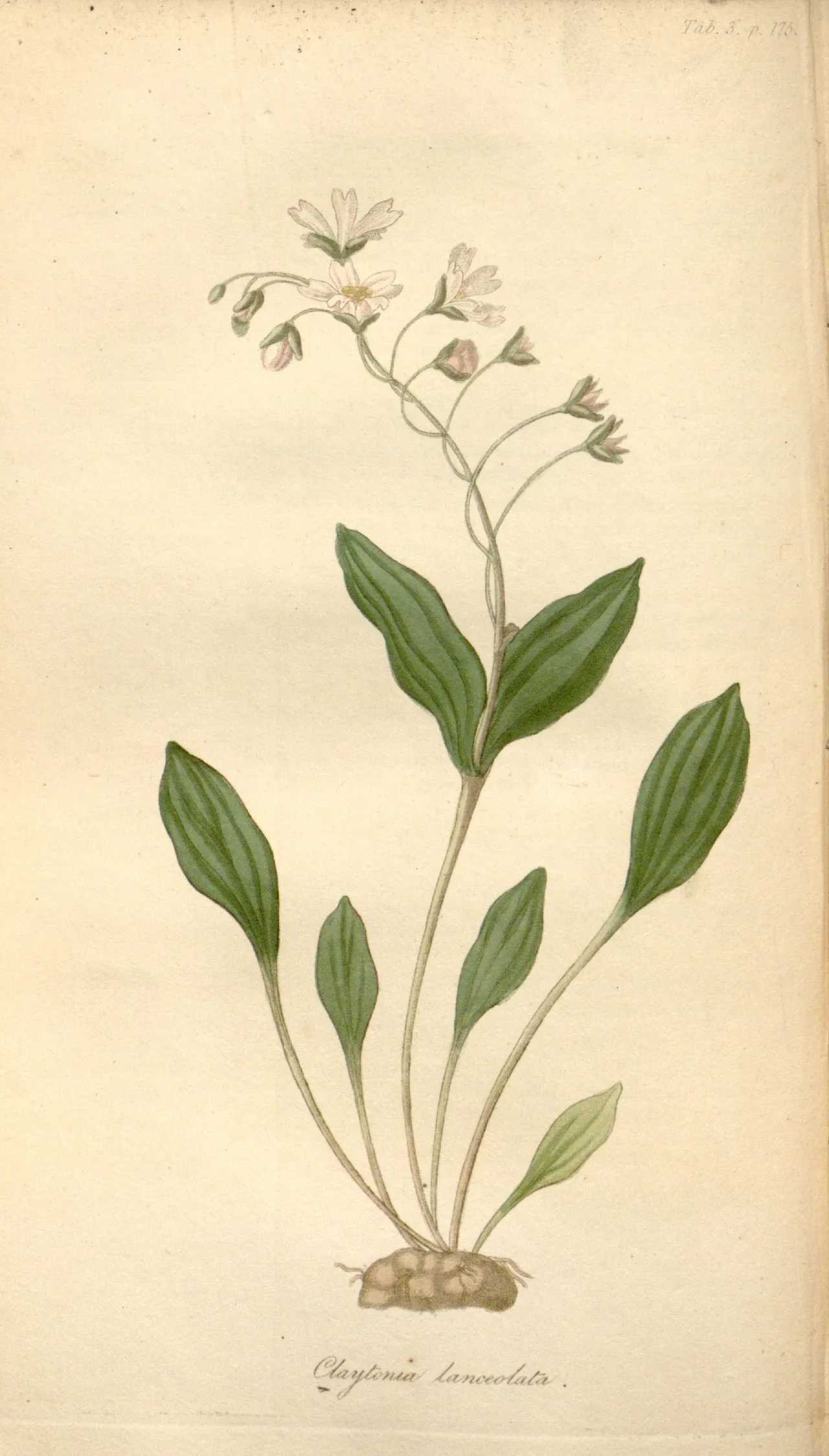 Lanceleaf Springbeauty (Claytonia lanceolata)