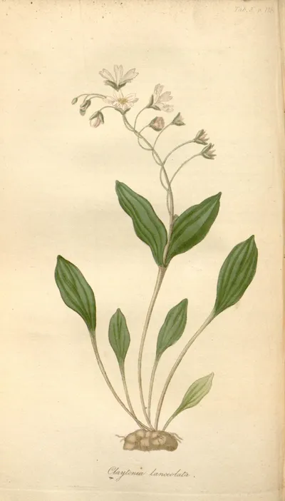 Lanceleaf Springbeauty