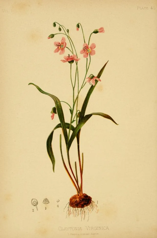 Virginia Springbeauty (Claytonia virginica)