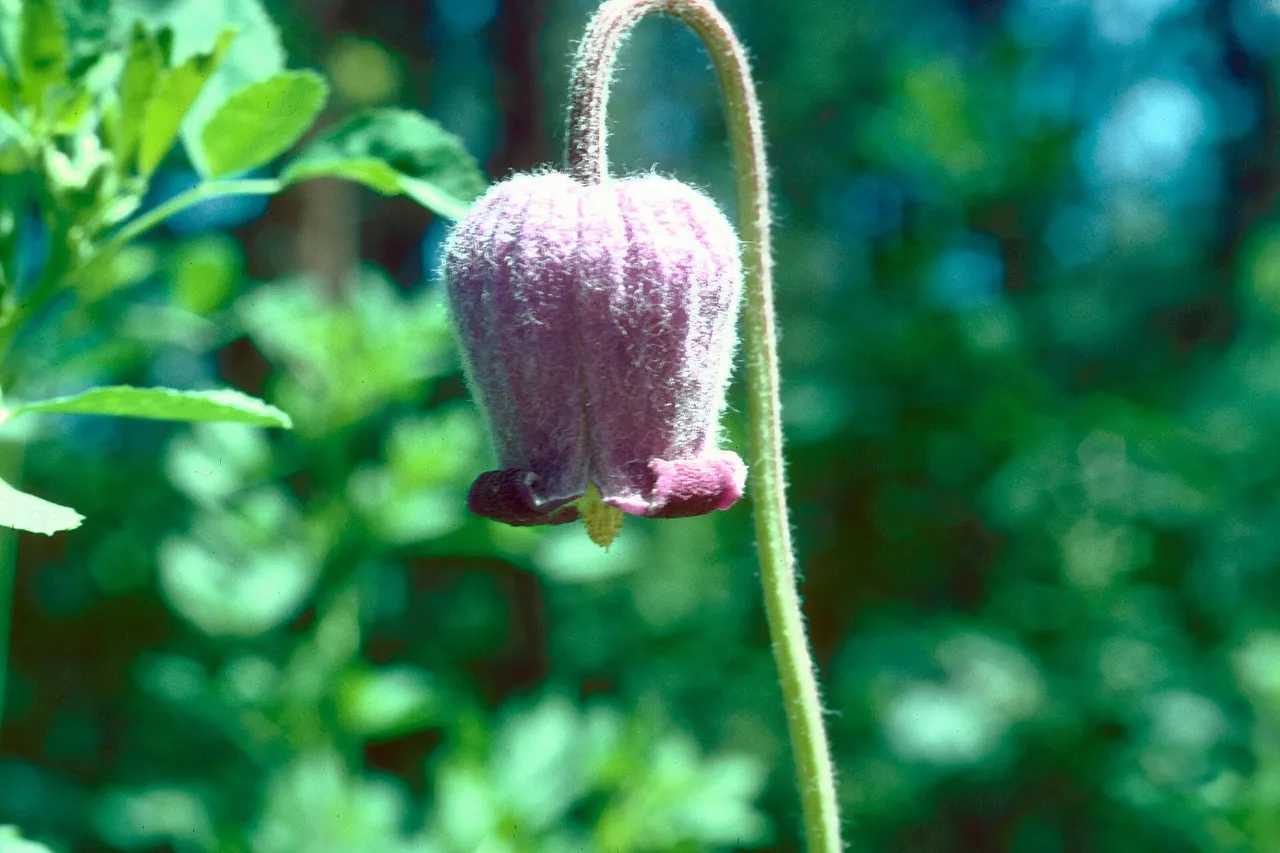 Hairy clematis (Clematis hirsutissima)