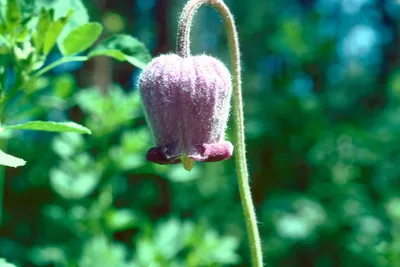 Hairy clematis