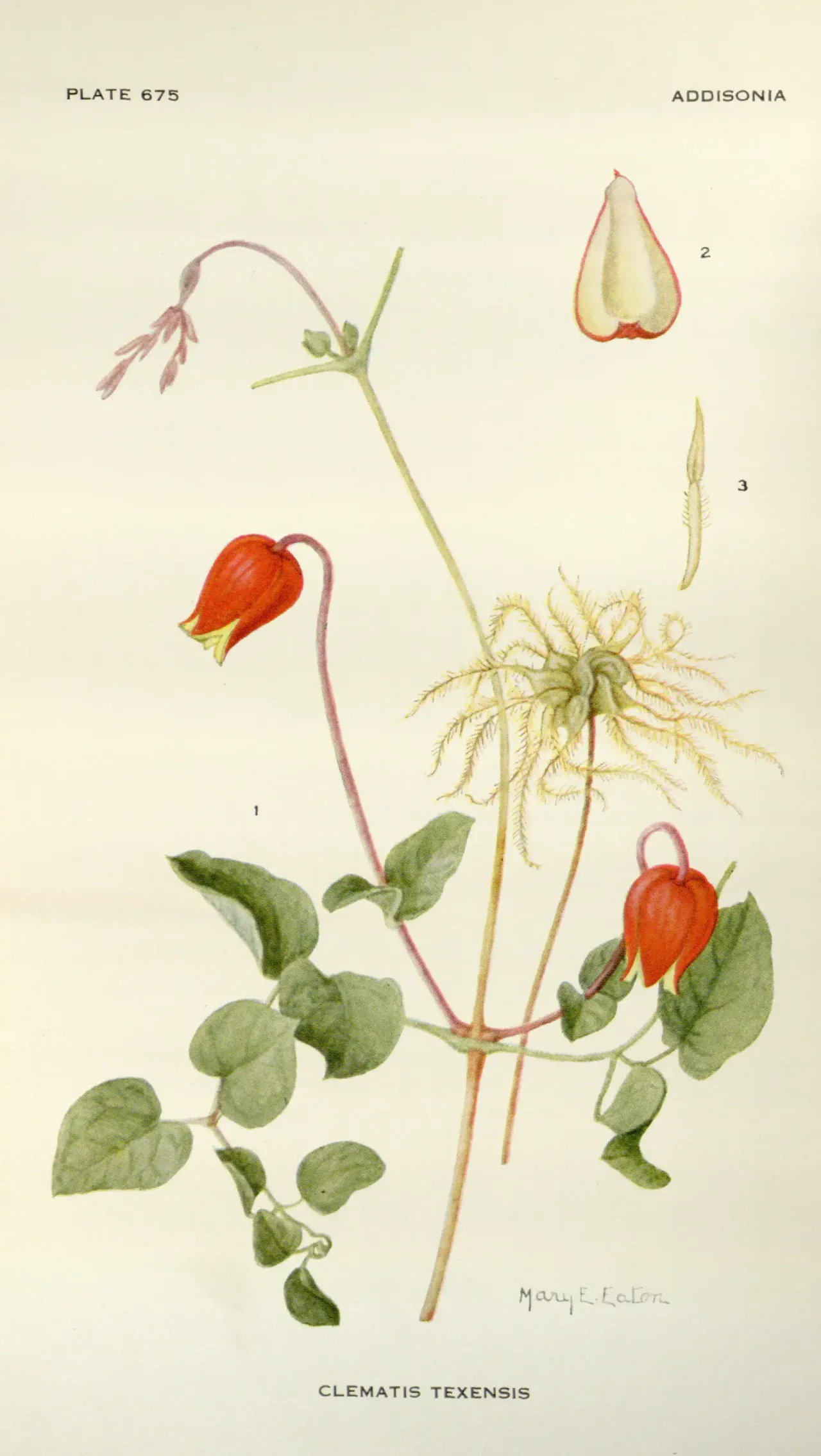 Scarlet Leather Flower (Clematis texensis)