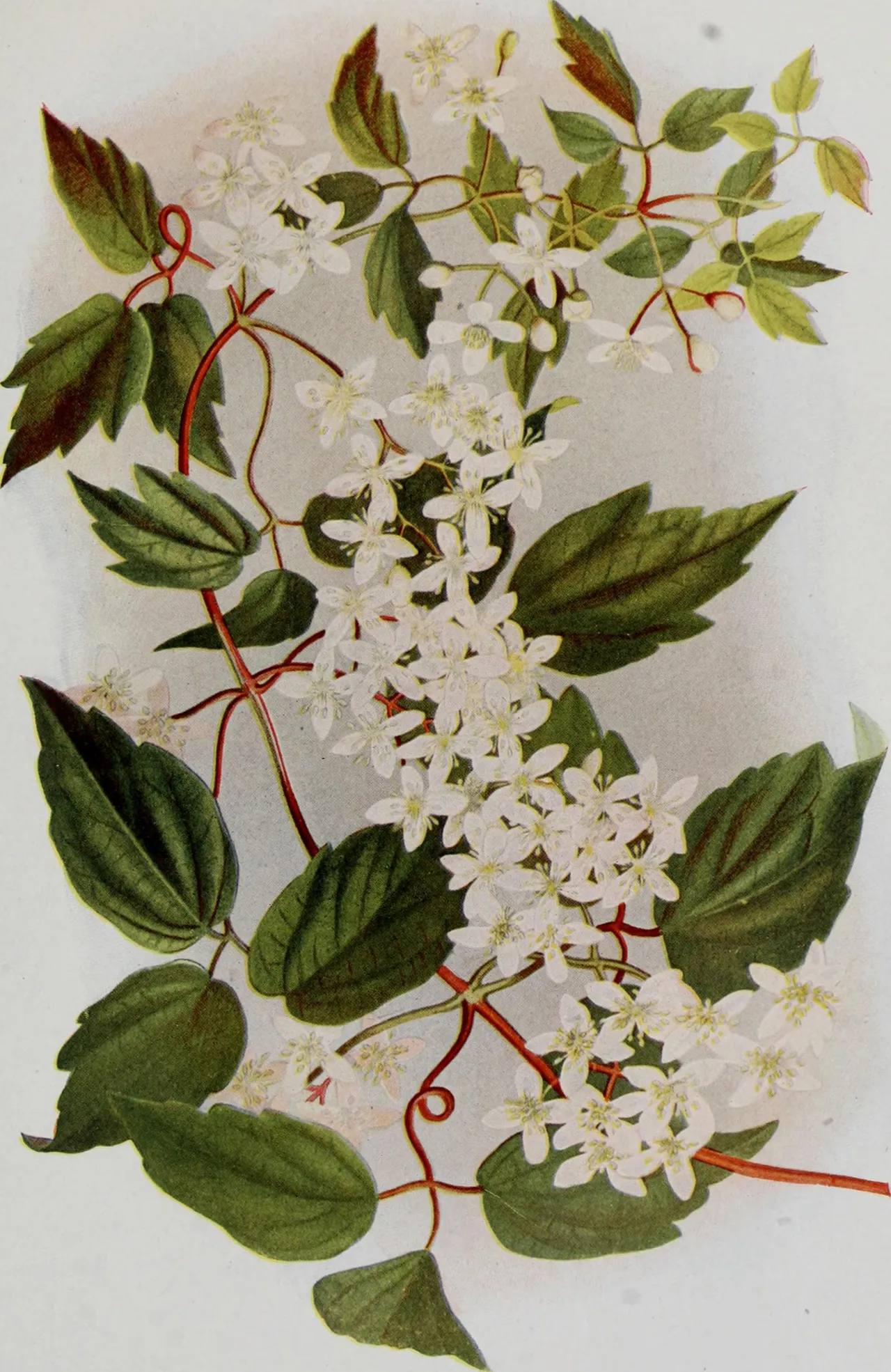 Virgin's-bower (Clematis virginiana)