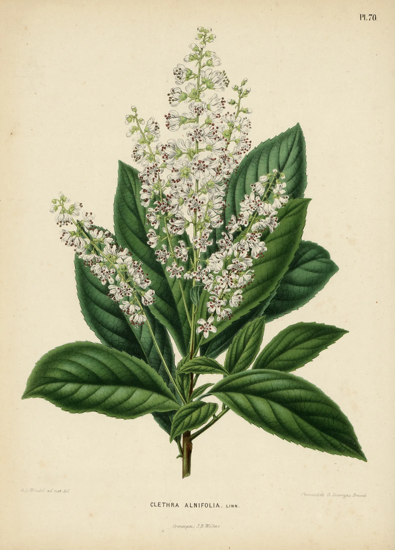 Sweet Pepperbush (Clethra alnifolia)