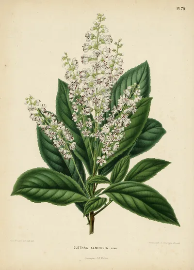 Sweet Pepperbush