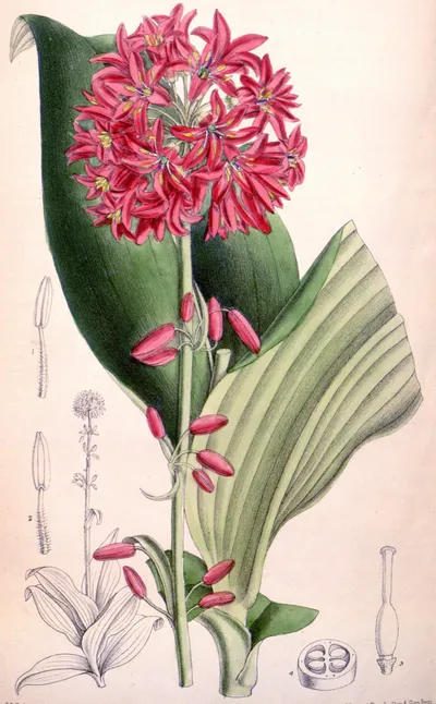 Andrews' Clintonia