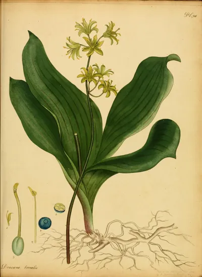 Bluebead lily