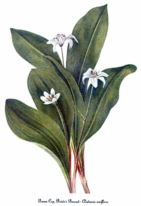 Bride's Bonnet (Clintonia uniflora)