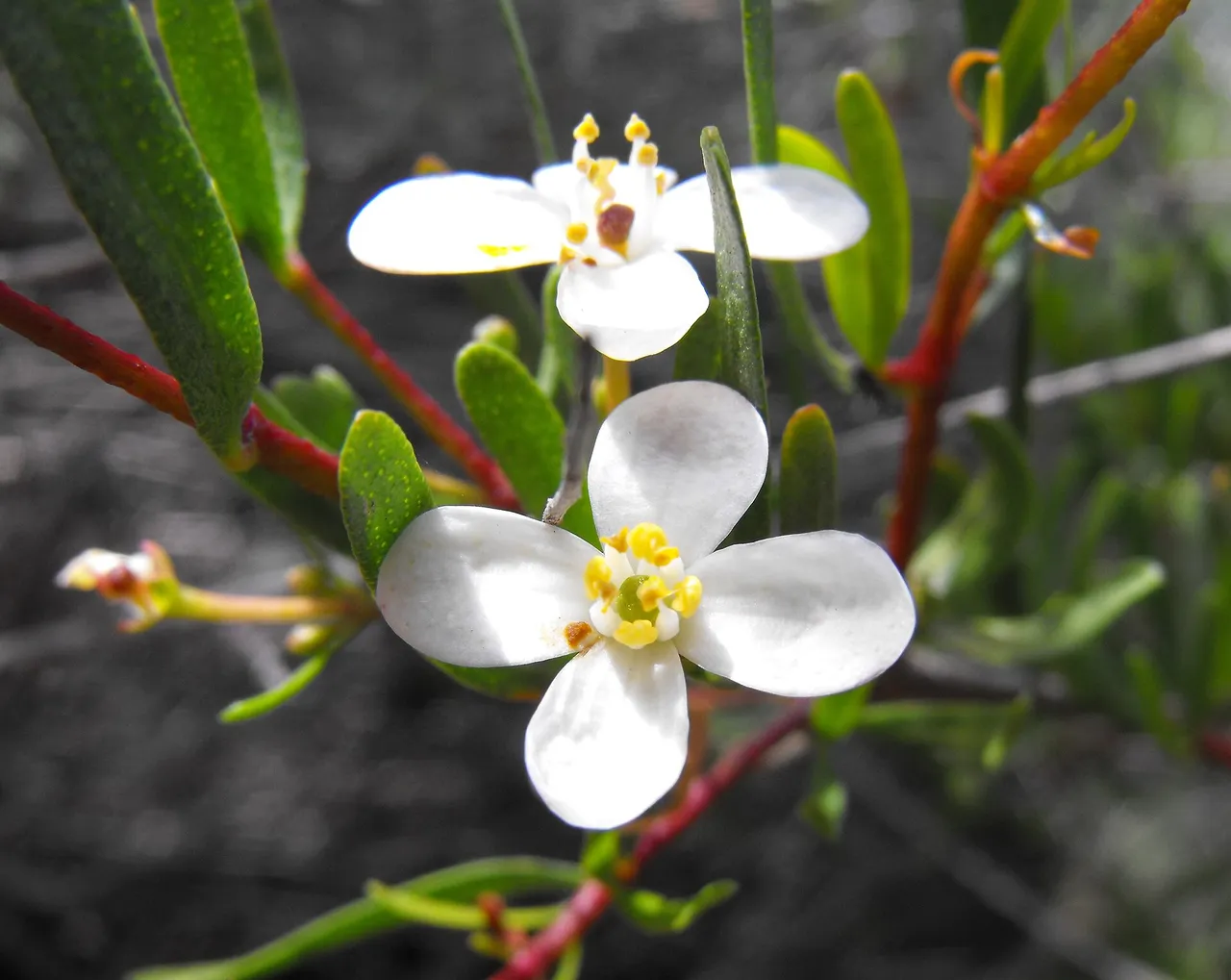 Bushrue (Cneoridium dumosum)
