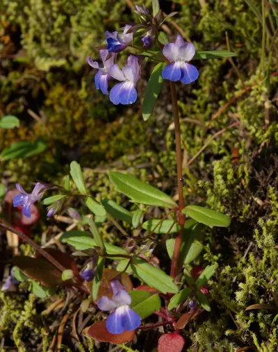 Giant Blue-eyed Mary