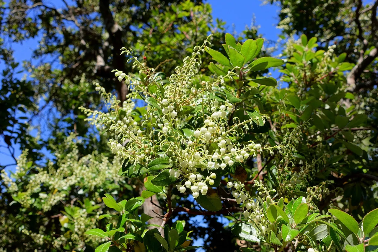 Summer holly (Comarostaphylis diversifolia)