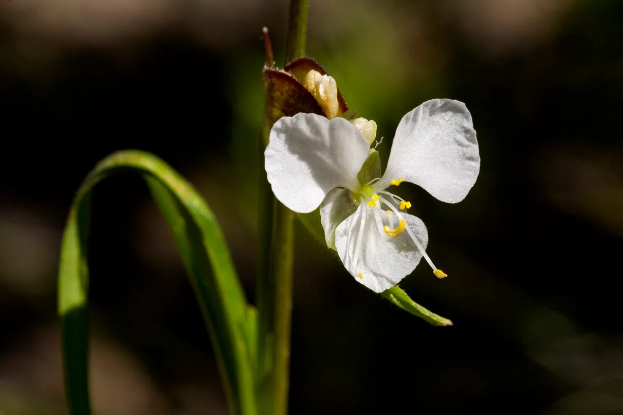 Birdbill dayflower (Commelina dianthifolia)