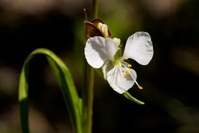 Birdbill dayflower