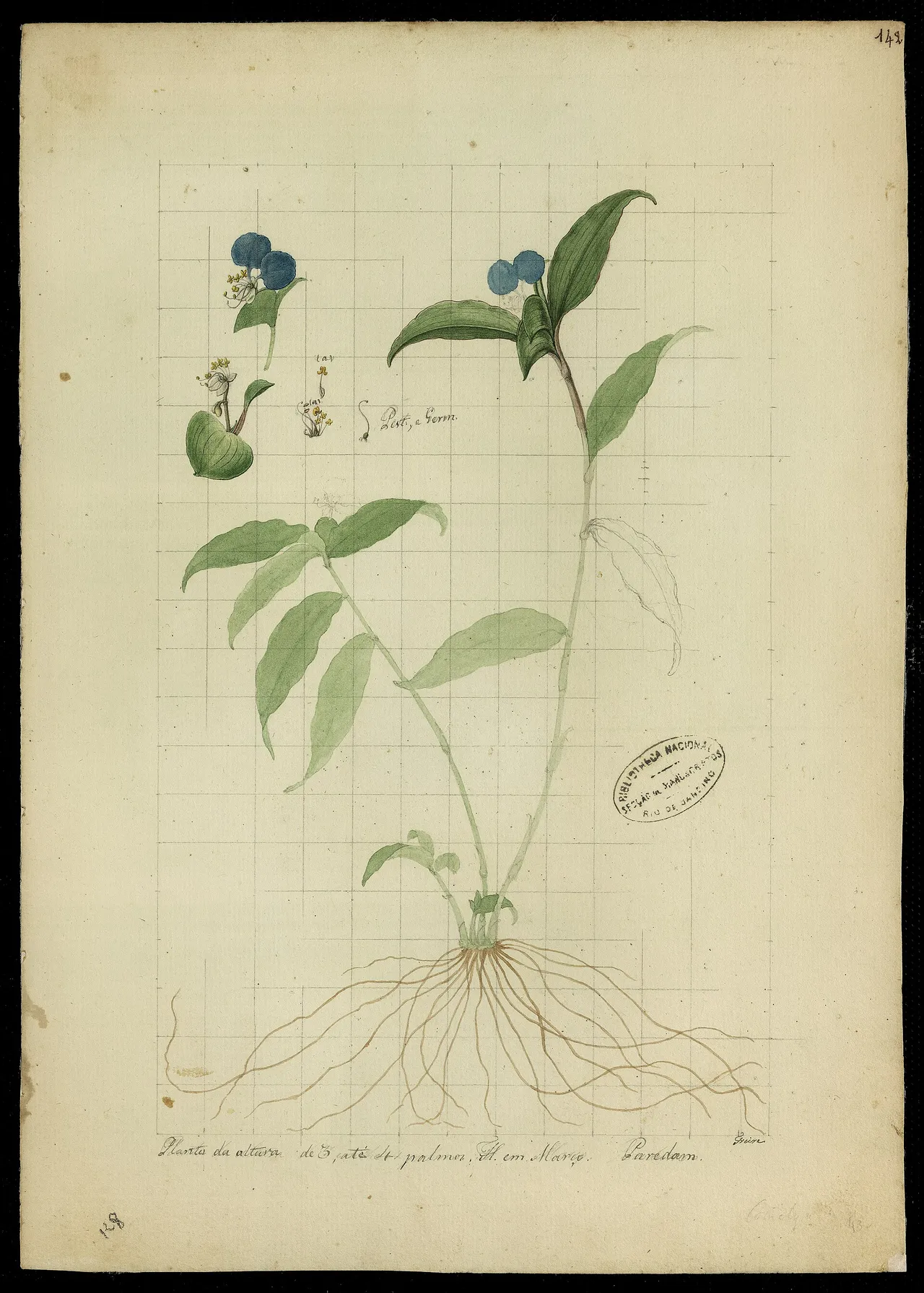 Whitemouth dayflower (Commelina erecta)