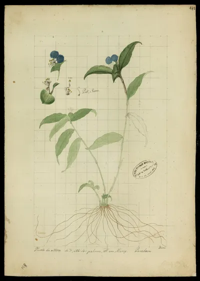 Whitemouth dayflower