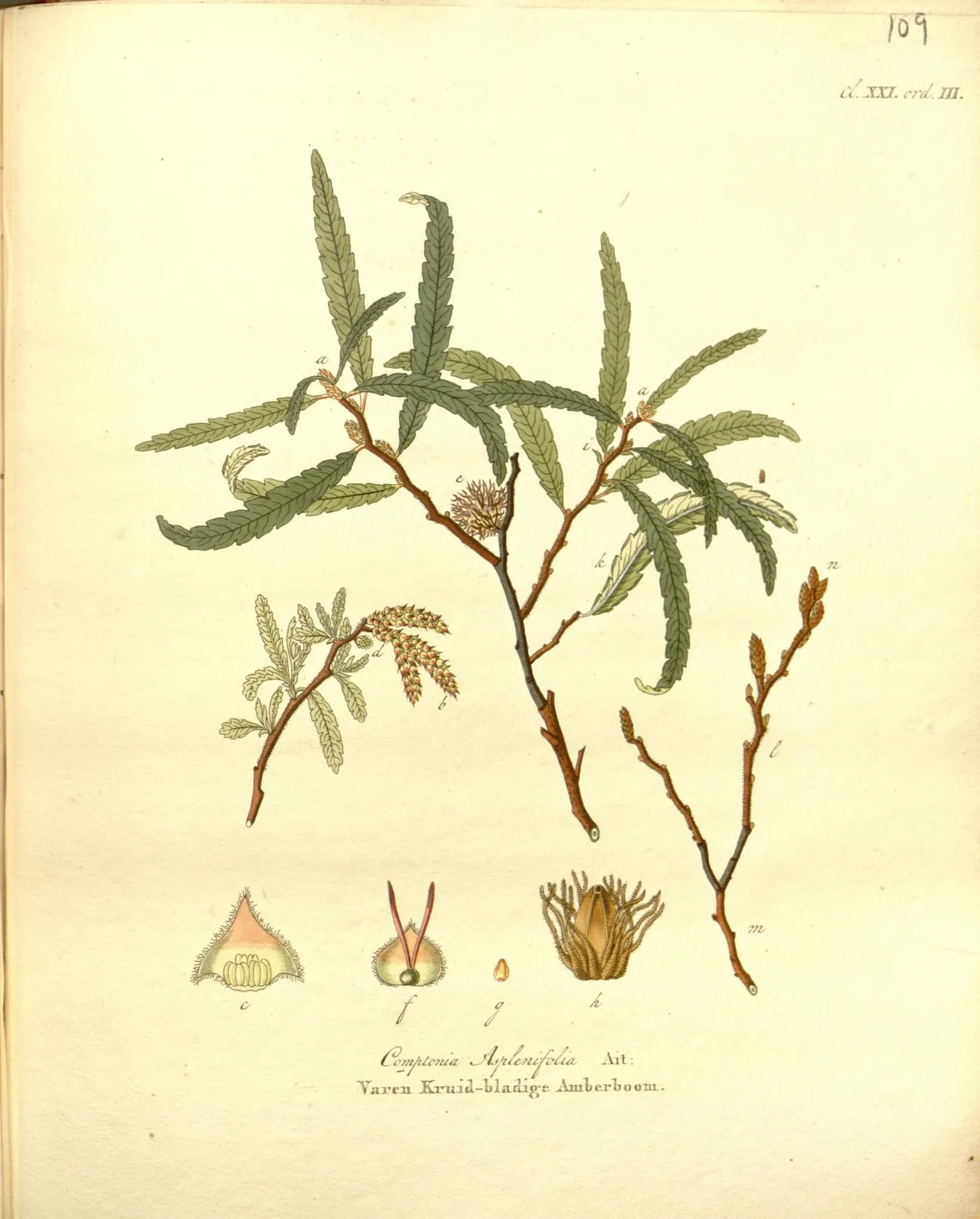 Sweetfern (Comptonia peregrina)