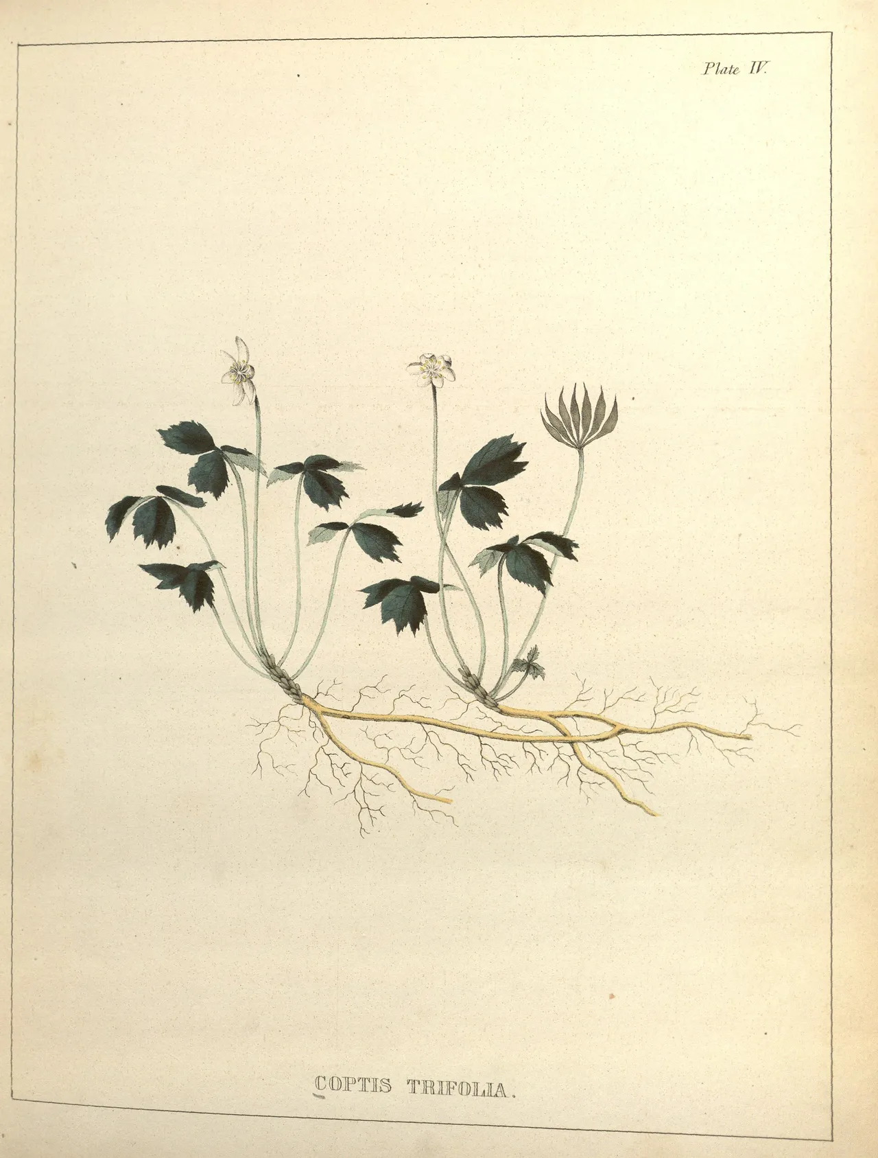 Threeleaf goldthread (Coptis trifolia)