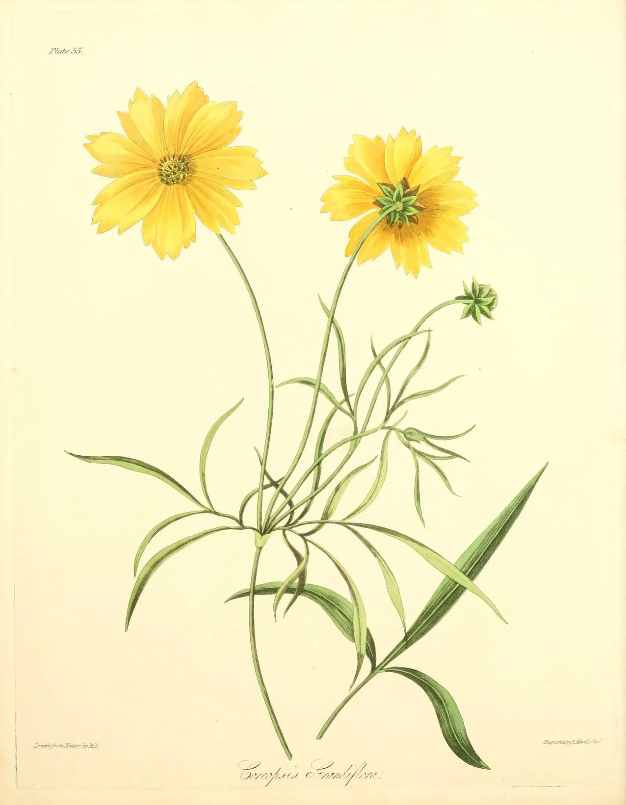 Large-flowered tickseed (Coreopsis grandiflora)