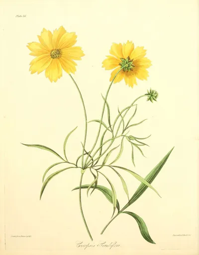 Large-flowered tickseed