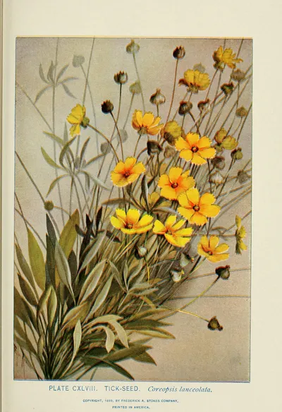 Lance-leaved Coreopsis